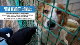 ЧЕМ ЖИВЕТ ПРИЮТ «ПИФ» | Собакам нужна любая помощь ЧЕМ ЖИВЕТ ПРИЮТ «ПИФ» | Собакам нужна любая помощь