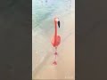 That’s So Rachel - Flamingo Walking on the Beach (UK PAL Version 1080ps E4
