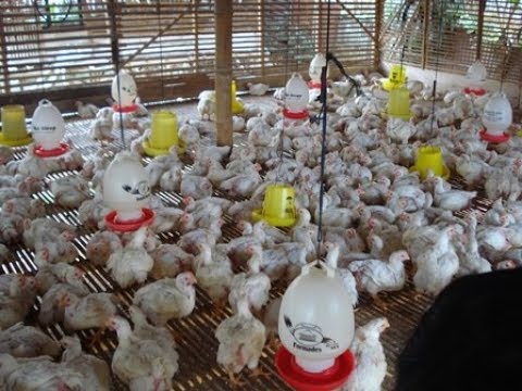 Ini RAHASIA!!! Beternak Ayam Potong Bagi Pemula (Ayam Cepat Besar