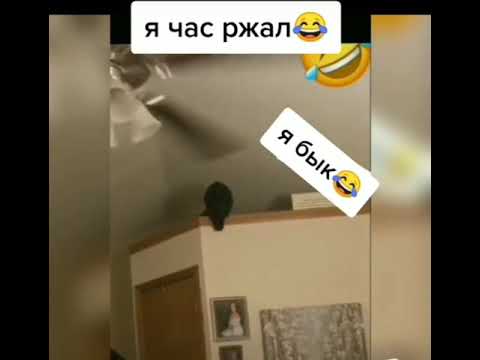 Мем с котом я бык