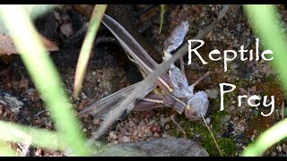 Skink Reptile VS Grasshopper PREY Nature