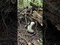 POV: You Are a Beetle Larva Living Underground”#POV #BeetleLarva #Grub #InsectPOV #MicroCamera