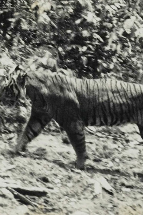 SAMONG, THE EXTINCT BALI TIGER #bali #shorts