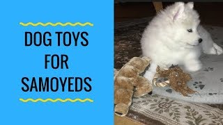 Choosing a Dog Toy for a Samoyed
