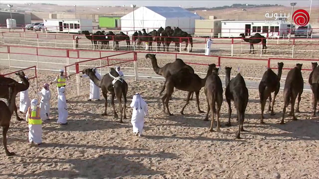 مهرجان الظفرة 2019 - الفترة الصباحية اليوم الرابع