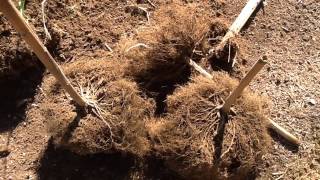 Garden Update & WARNING of the Use of Dried Bamboo Stakes in Your Garden