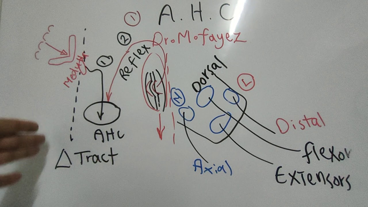 #Motor_CNS_Dr_Mohamed_Fayez Anterior Horn Cells + Motor Hierarchy