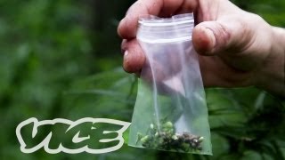 Kings of Cannabis: Part 2/3 (Documentary)