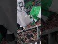 Fansong Lyrics 🎶 Oh Mönchengladbach 💚