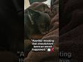 POV: Your Dog Is More Done With Work Than You 😂💤 #chihuahua #rescuedog #cute #dogtok