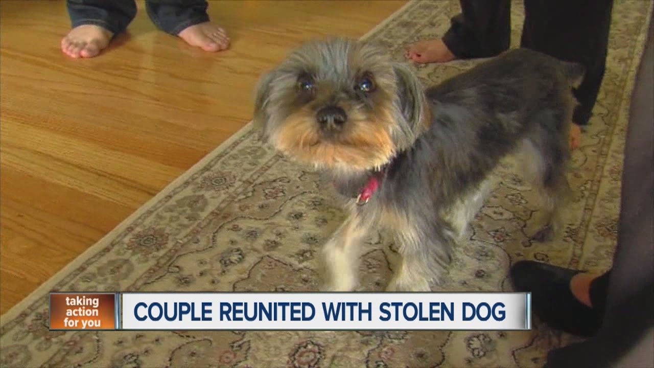 Couple reunited with stolen dog - YouTube