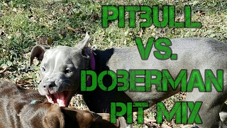 Pitbull Vs. Doberman Pit mix