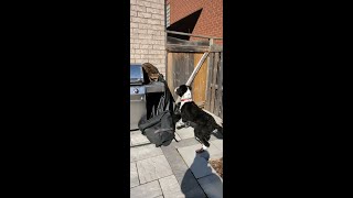 Messi Sheepadoodle dog VS Male Raccoon