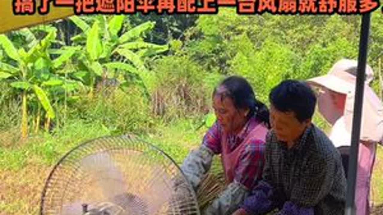老妈这样踩收谷机太累了，买了把太阳伞，再加上风扇应该会好一些 #农村 #水稻 #收谷机 #遮阳伞 #我的乡村生活