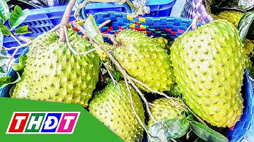 Giá mãng cầu xiêm tiếp tục tăng cao | THDT