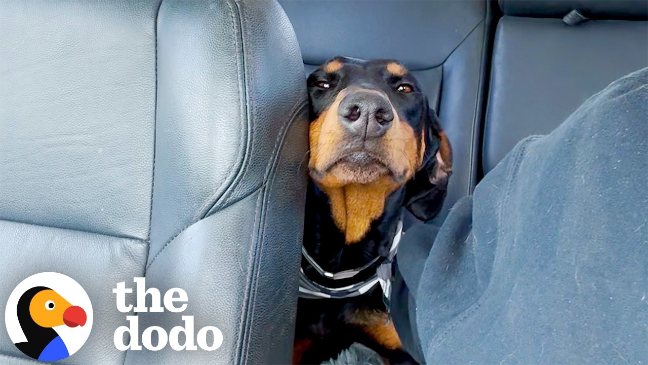 Stray Dog Begging For Love Gets Adopted By Family of Lookalikes | The Dodo