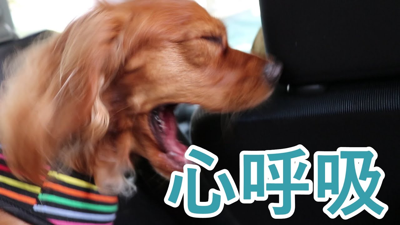 【ヒトリエ ギター完コピ】心呼吸【Tab譜あり】