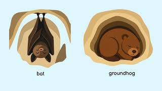 How Animals Survive Winter | Migration &amp; Hibernation for Kids