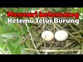 Telur kelomang eh telur burung