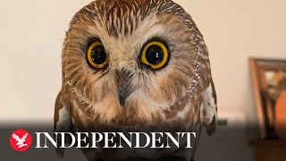 Owl rescued from Rockefeller Center Christmas tree returns to wild