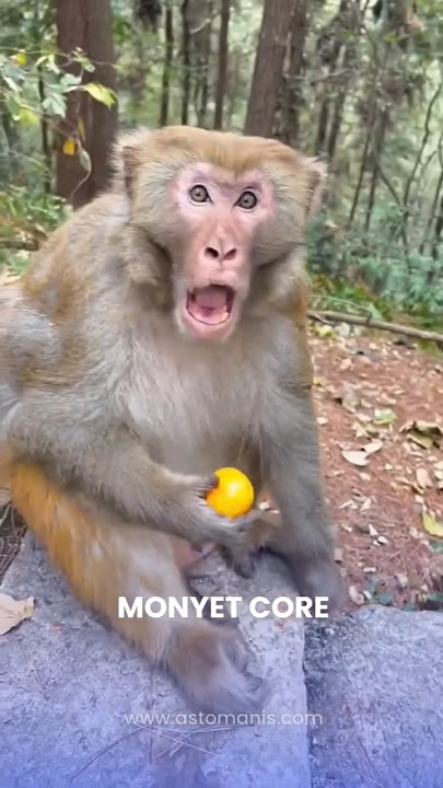 MONYET CORE 🤣😭 #meme #memes #memesvideo