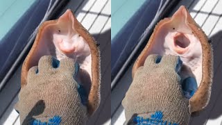 MOMENTS OF ANIMAL GENIUS THAT WILL AMAZE YOU!