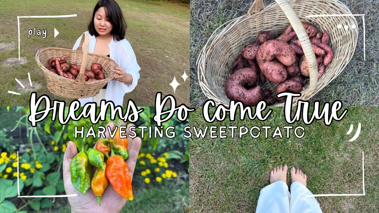 Harvesting Sweet Potato: Scolding My Husband in Sümi 😂