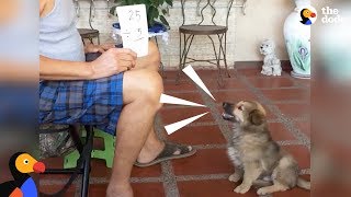 Smart Puppy Dog Does Math | The Dodo