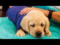 Dirty Labrador Puppies Get A Fresh Bath!