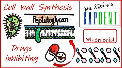Cell Wall Synthesis | Antibiotics inhibiting the synthesis of bacterial cell wall | Pharmacology