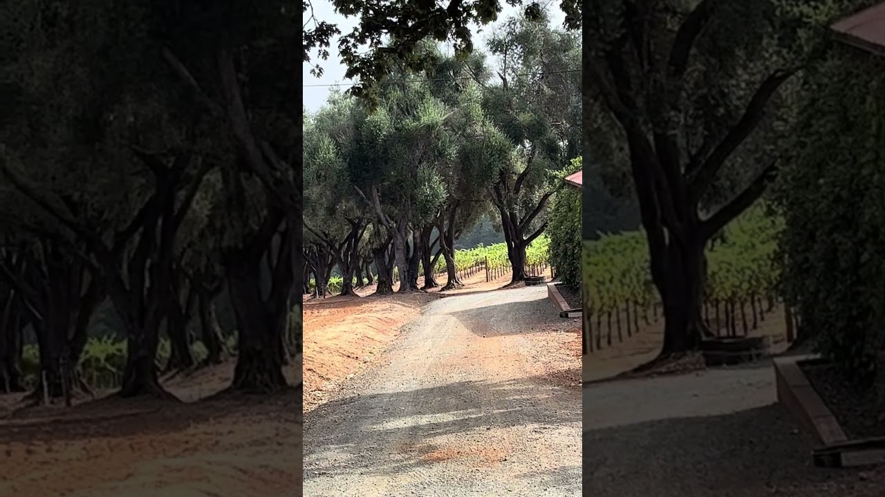 Canopy Management in the vineyards