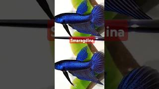 Betta - Smaragdina Breed பணணலம