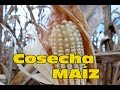 Cosecha Maiz