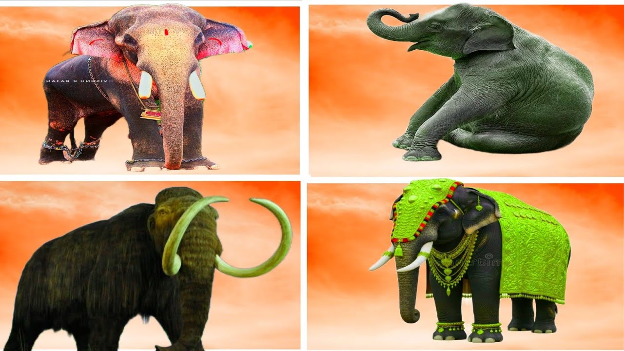 Tiles Hop - Mammoth🆚 Elephant 🆚 Funny Mammoth 🆚 Funny Elephant  🎶 Tiles Hop EDM Rush
