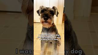 Funny dog forgets about treat on his nose #minischnauzer #dogfails