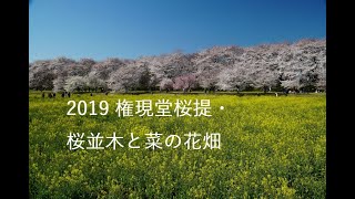 現代アート「権現堂公園の桜と菜の花」（3D painting） 現代アート「権現堂公園の桜と菜の花」（3D painting） 権現堂