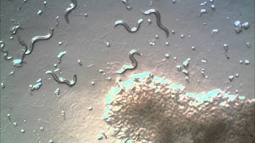 sam and nathan unc.wmv