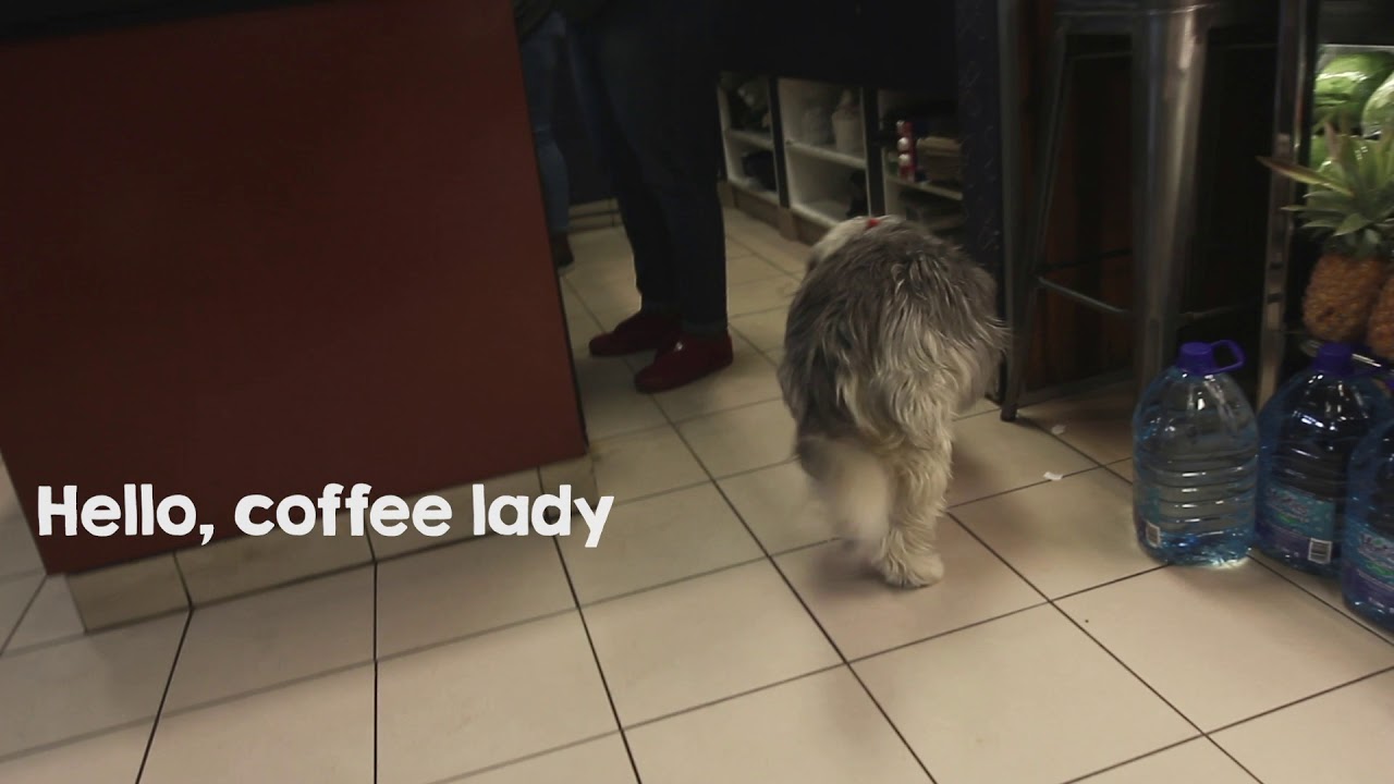 camera iphone 8 plus apk Take Your Dog To Work Day: Coffee stop