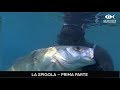 Spearfishing Skills- Pesca in apnea: - La Spigola - prima parte