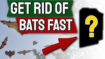 Bats How to Get Rid of them Fast  | Top 7 Ways