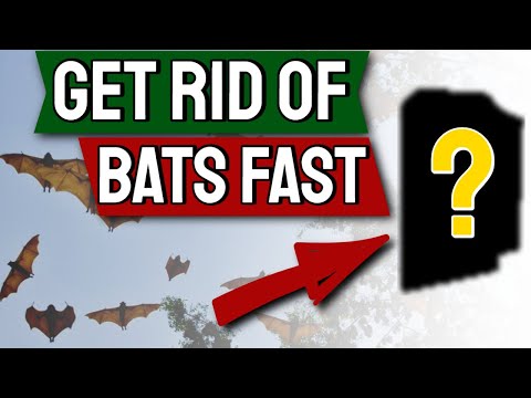 Bats How to Get Rid of them Fast  | Top 7 Ways