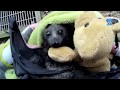 Rescuing baby flying-fox in a backyard:  this is the Manxome Foe (Manx)
