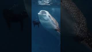 Biggest Fish in the World & Swimmer - Feeding Whale Shark #shorts