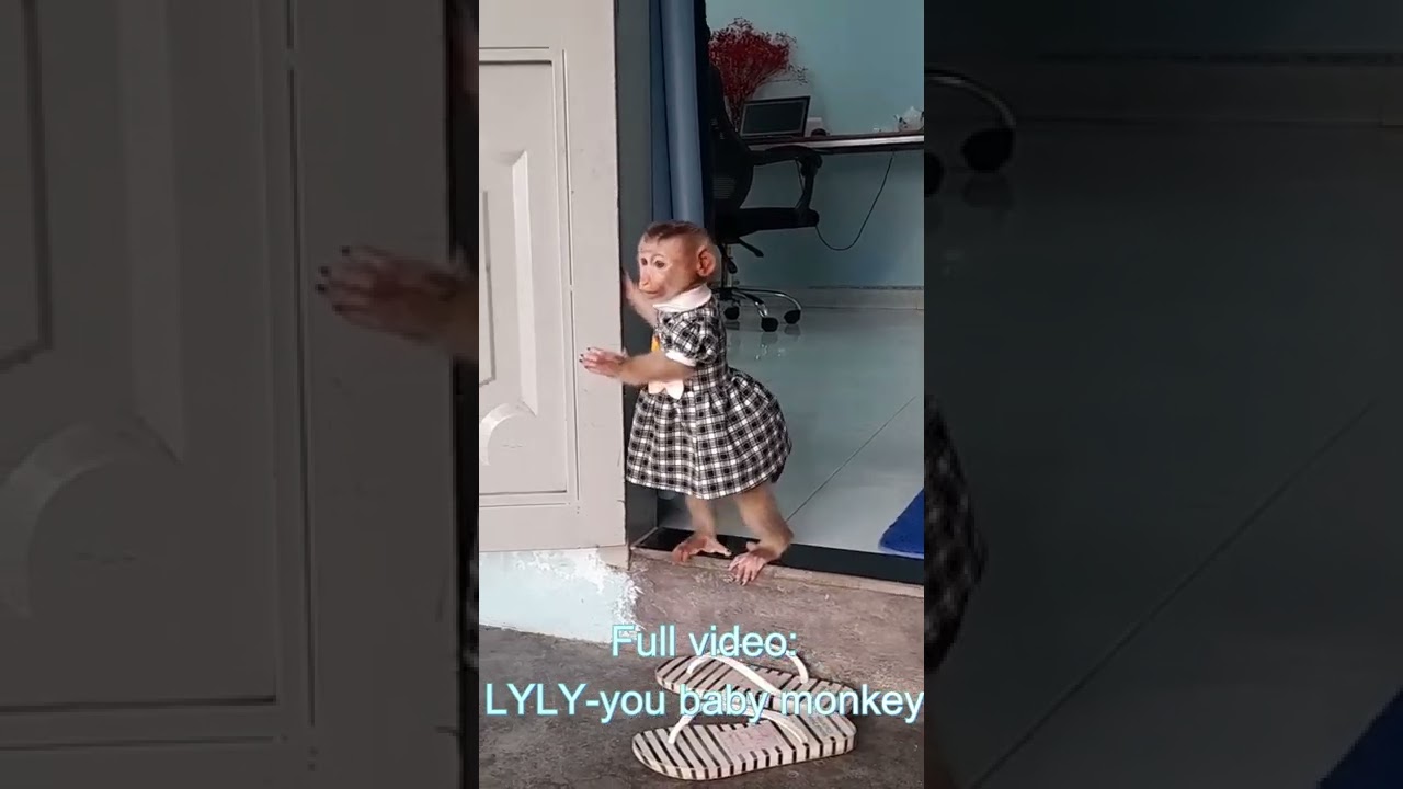 Baby monkey Lyly looking for mother