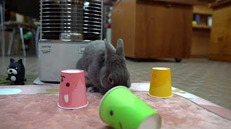 うさぎのふうた