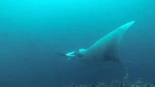 devocean divers malapascua manta ray