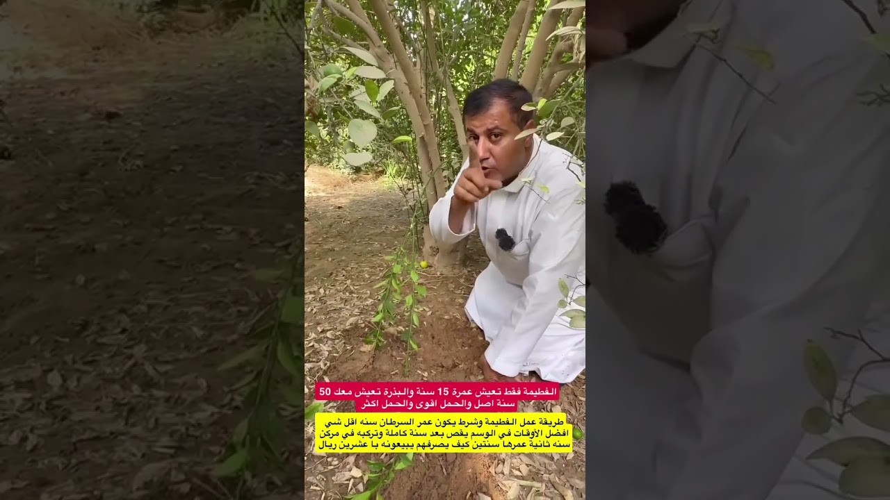 معلومات خطيرة جدا في عمليه شراء الثمر والشتلات وعمل الفطيمة والعقلة والترقيد الهوئي