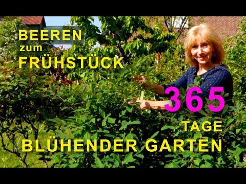 Beeren zum Frühstück