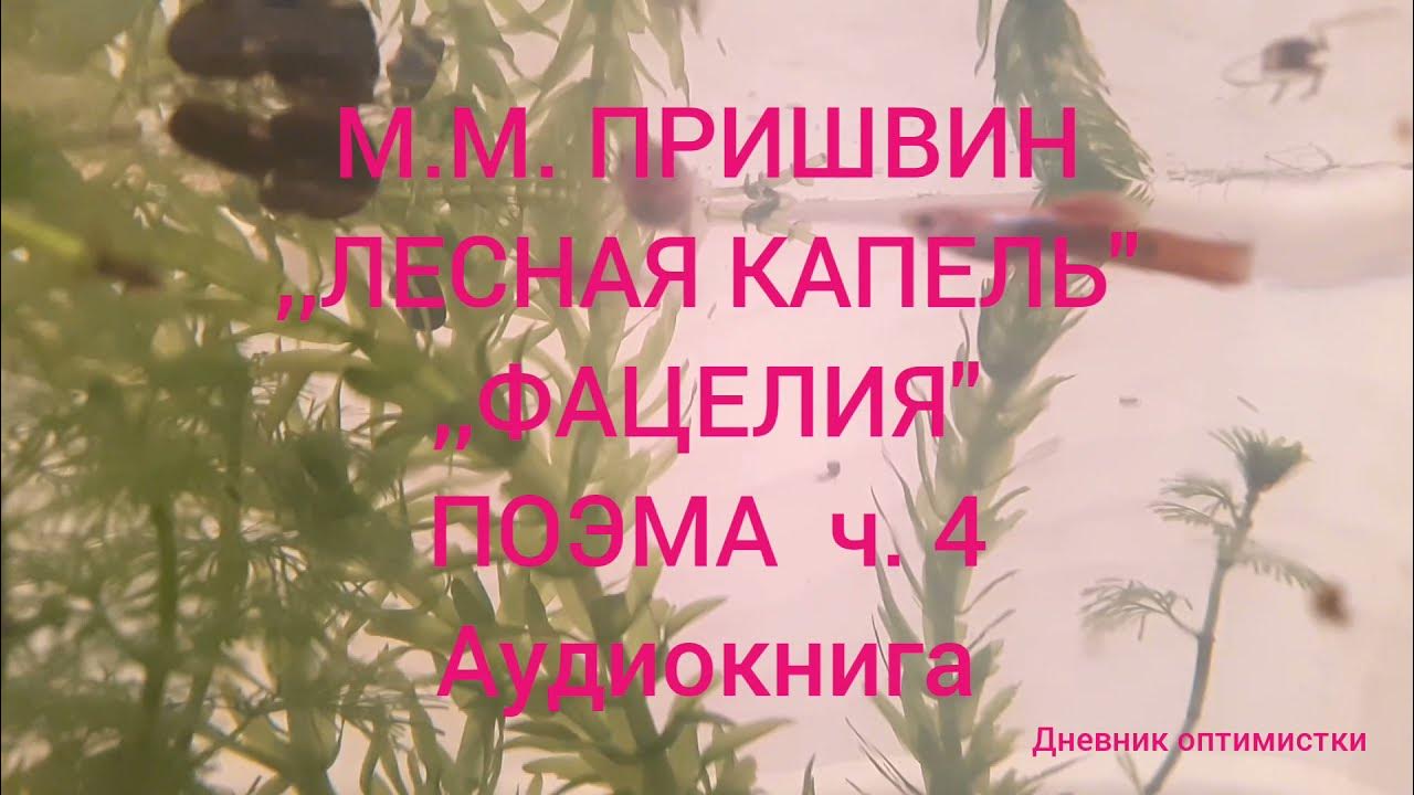 Лесная капель миниатюра. Книги пришвина лесная капель. М пришвин книги лесная капель. Лесная капель миниатюра. Лесная капель миниатюра.