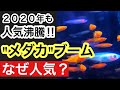 【2020年最新】メダカ人気の理由【簡単・綺麗・価値】‘‘3K‘‘を解説